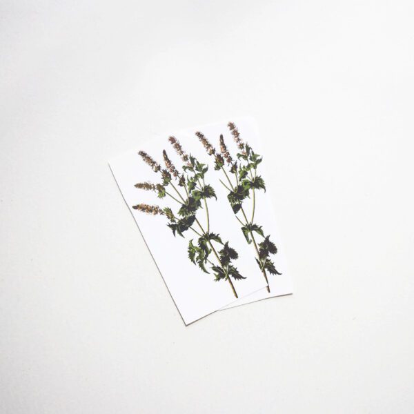 Spearmint - Image 2