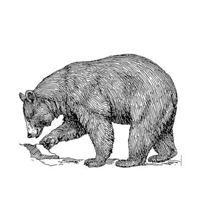 BLACK BEAR