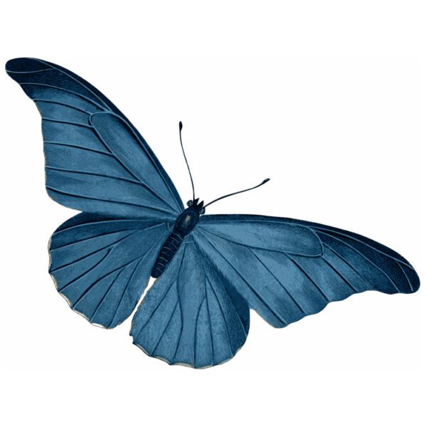 Blue Butterfly