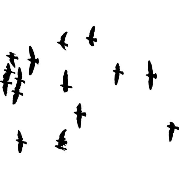 FLOCKS OF BIRDS