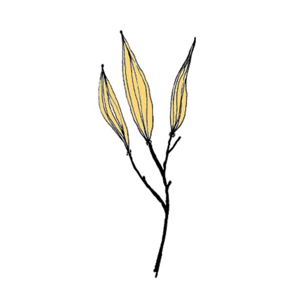 The Heliconia Flower