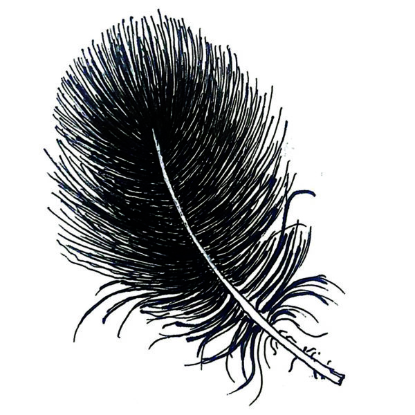 Down Feather