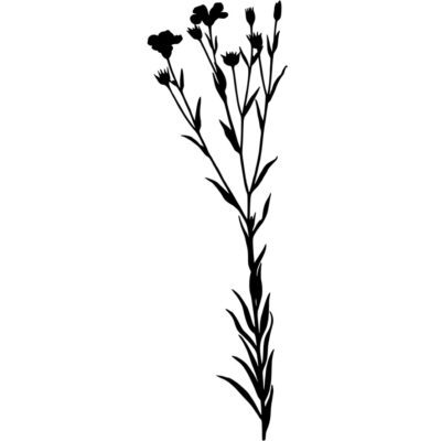 LINSEED