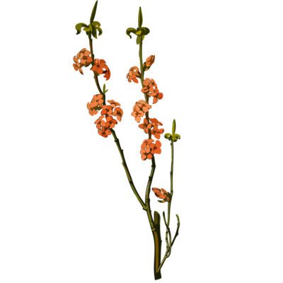 Orange Fox glove