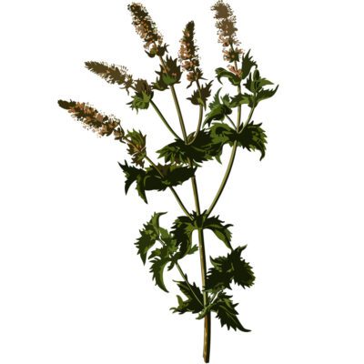 Spearmint