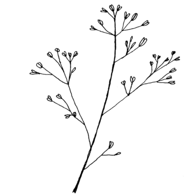 A Branching Flower