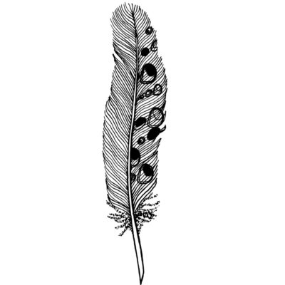 Black And White Feather