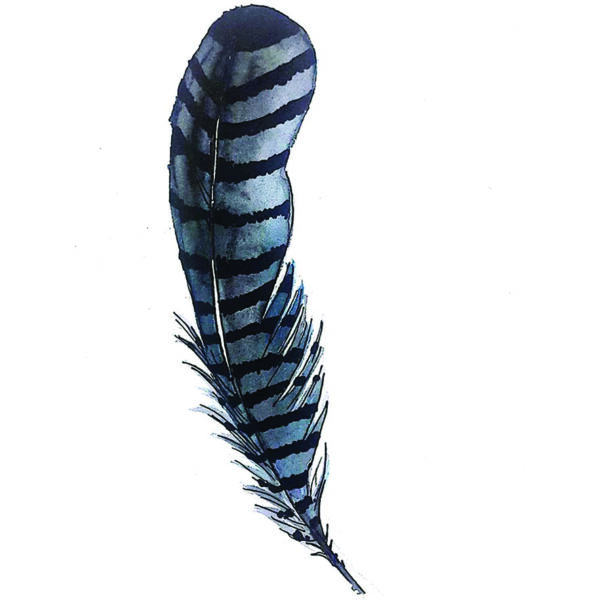 Blue Jay Feather
